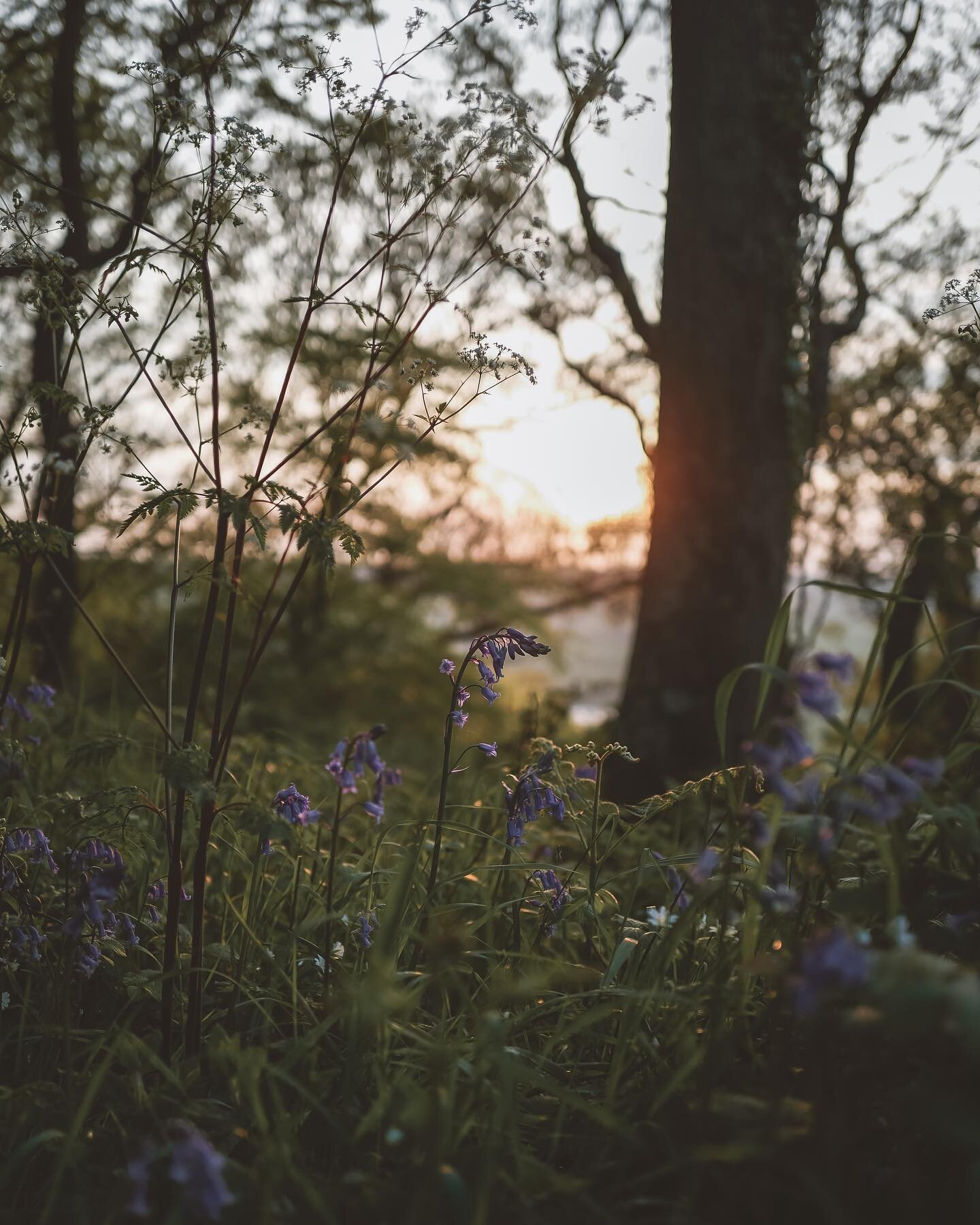 I love my Spring evening walks in May 💚🌿Such a beautiful &amp; magical time of year xx 
 
#littlewanderersdiary #stillswithstories #countrylife #momentsofmine #thatmagicmood #springlight #moodmagic #connectwithnature #springtime #mycountrysidetonic