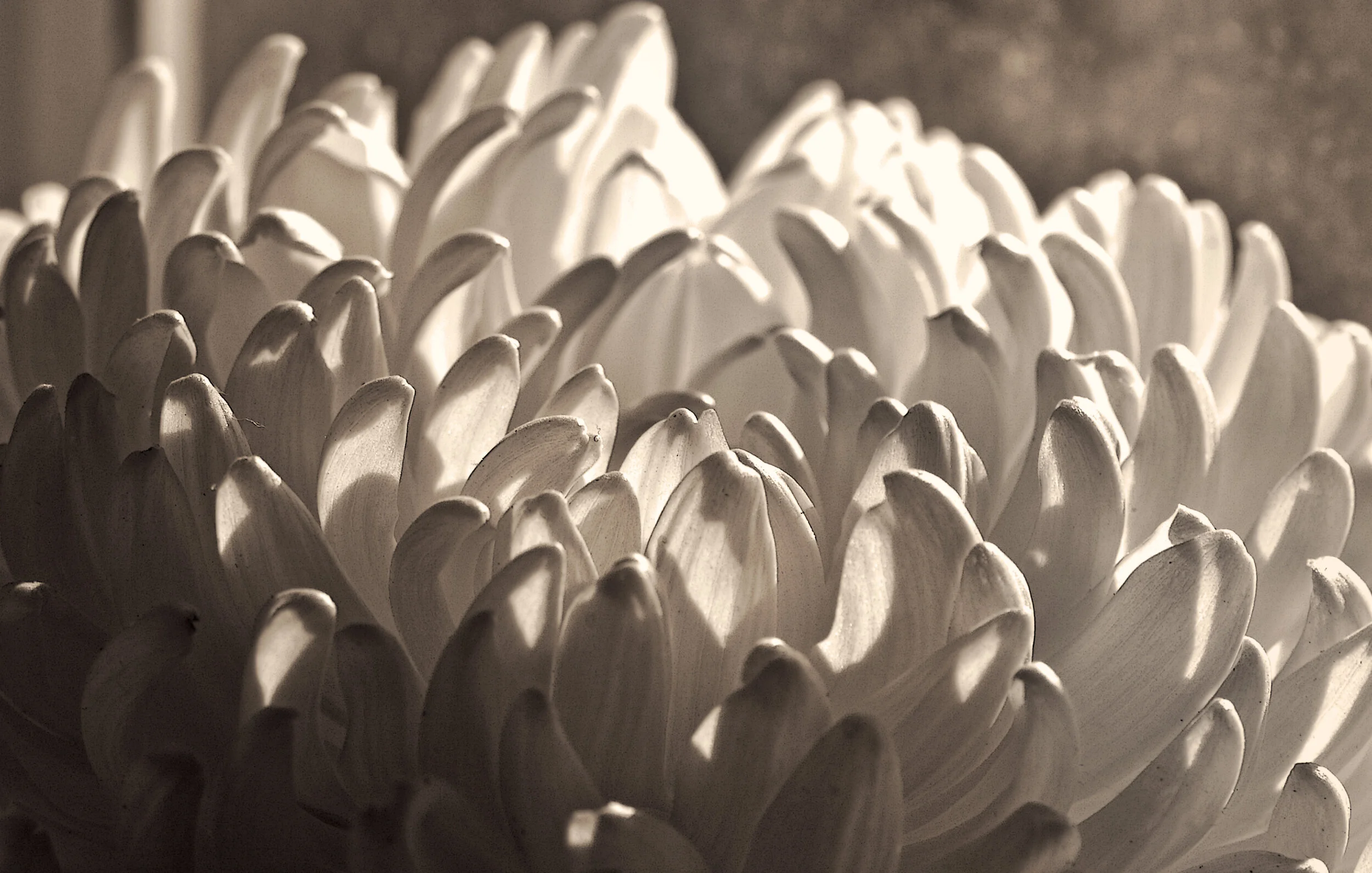 Chrysanthemums’ image courtesy of Liz West Flickr Creative Commons