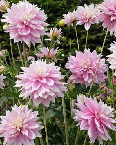 Dahlia - Evanah