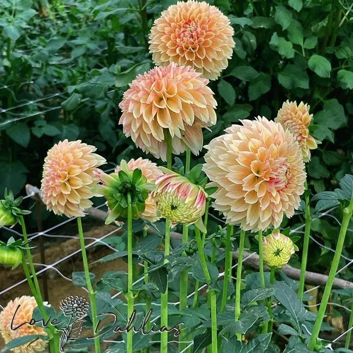 sweet-suzanne-dahlia-tuber-3179194.webp