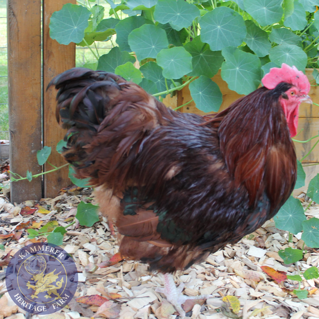 Red English Orpington English Lavendar Orpington Chicks Straight Run