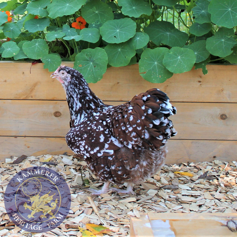 Jubilee Orpington — Kammerer Heritage Farm
