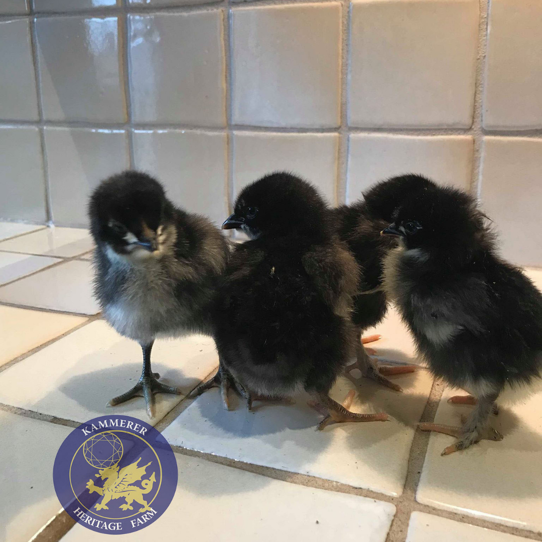 Chocolate Orpington Chicks — Kammerer Heritage Farm