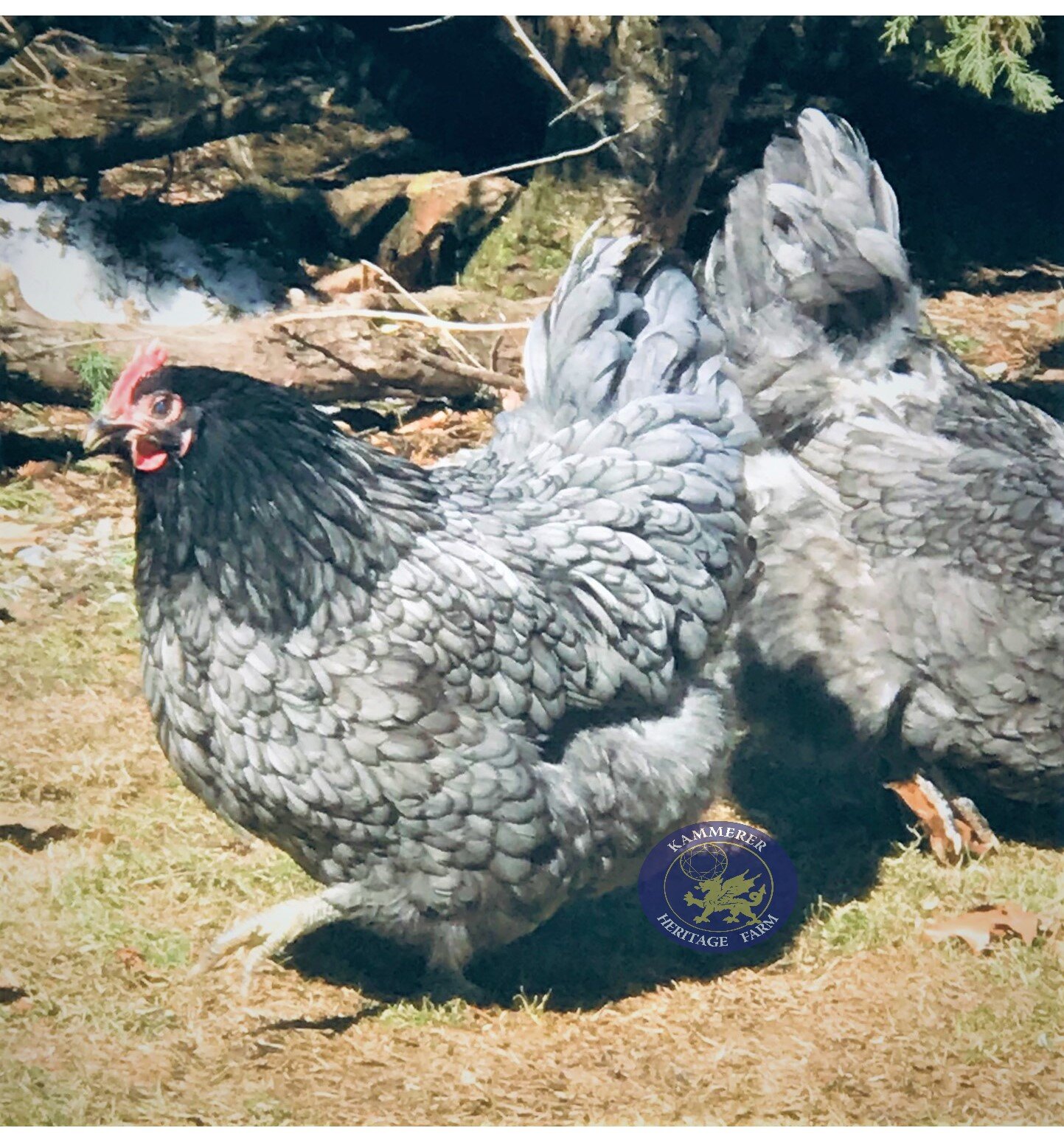 blue hen.jpg