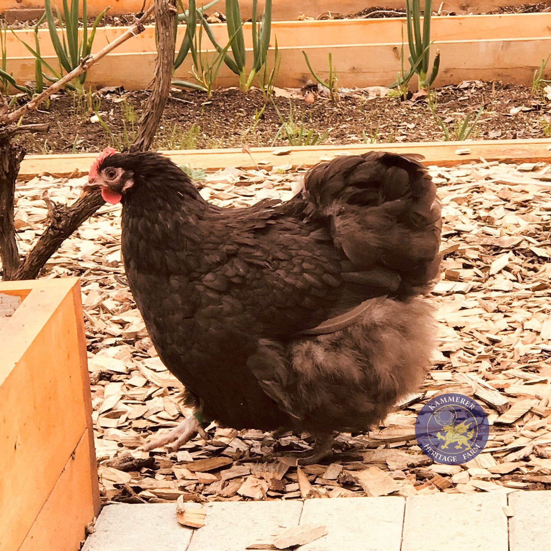 ch pullet .jpg