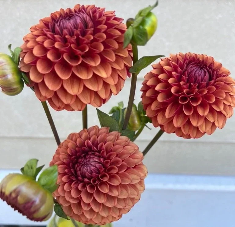 Dahlia - Brown Sugar