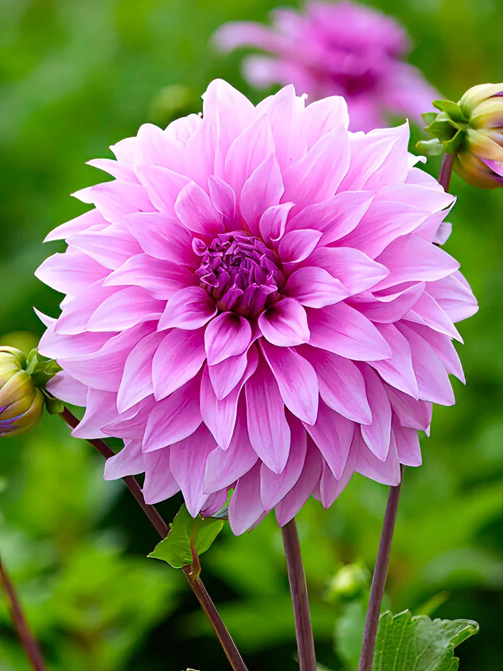 Dahlia - Vassio Meggo