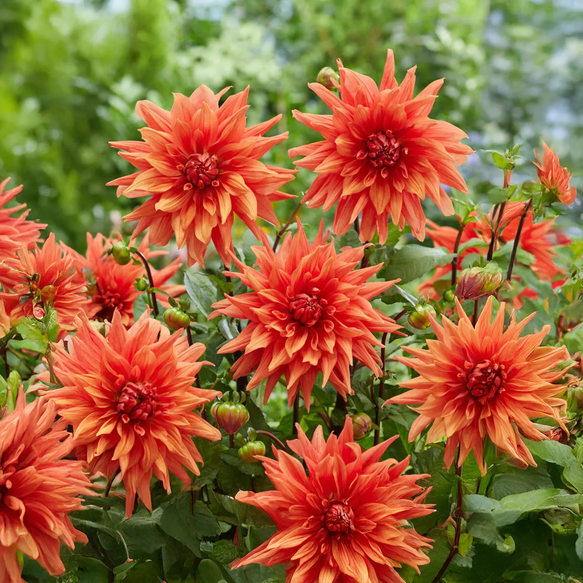 Dahlia - Colour Spectacle