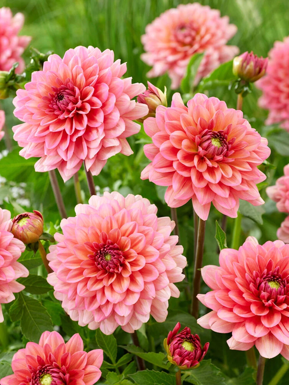 Dahlia_Salmon_Runner-3.webp
