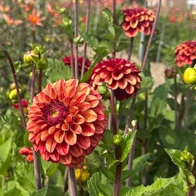 Dahlia_High_Fidelity_02.webp
