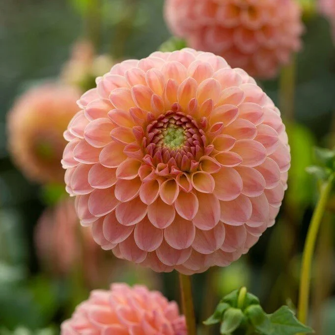 Dahlia - L.A.T.E