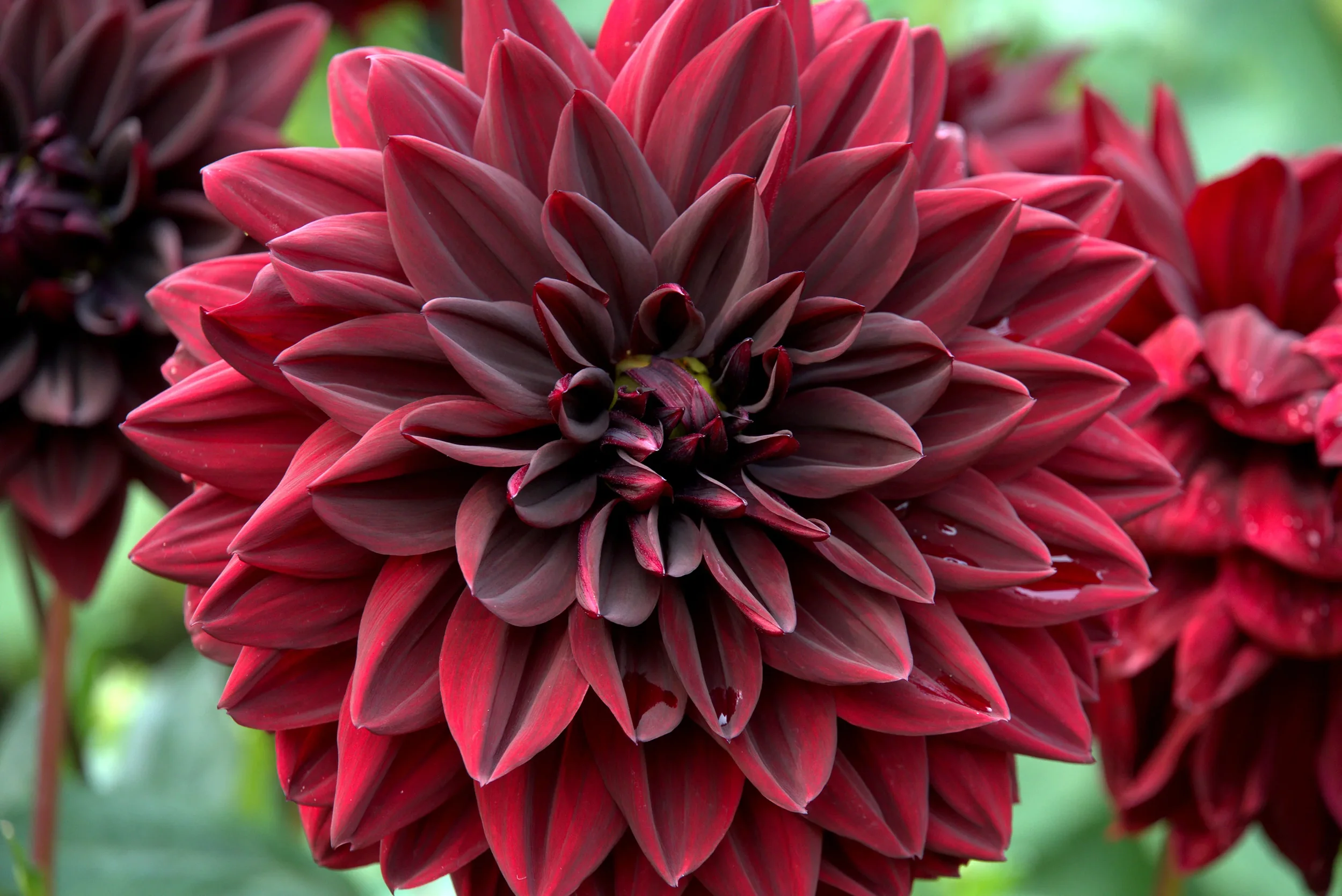 Dahlia_Arabian_Night_LS-2.webp