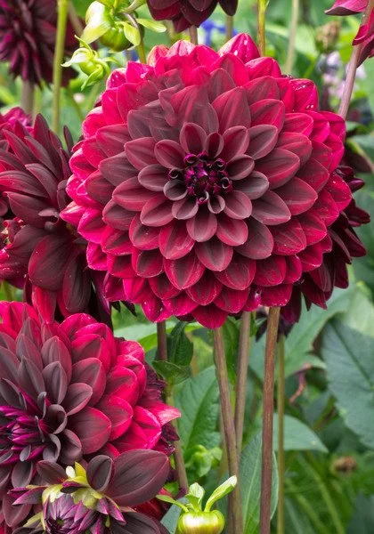 Dahlia - Arabian Night