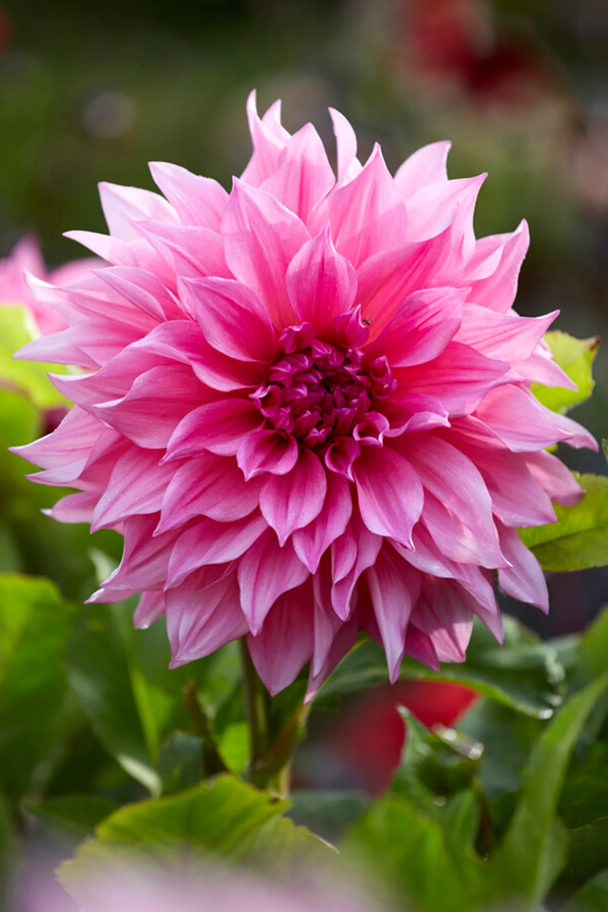 Dahlia - Cafe Au Lait Rose