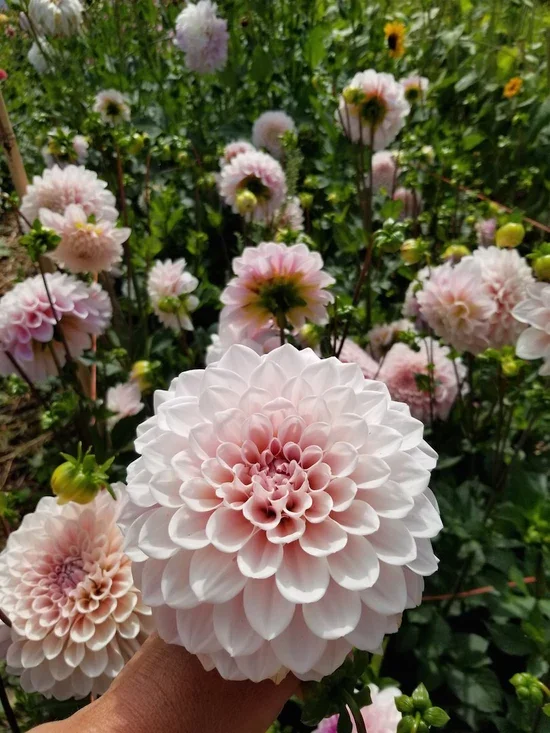 Dahlia - Sweet Nathalie