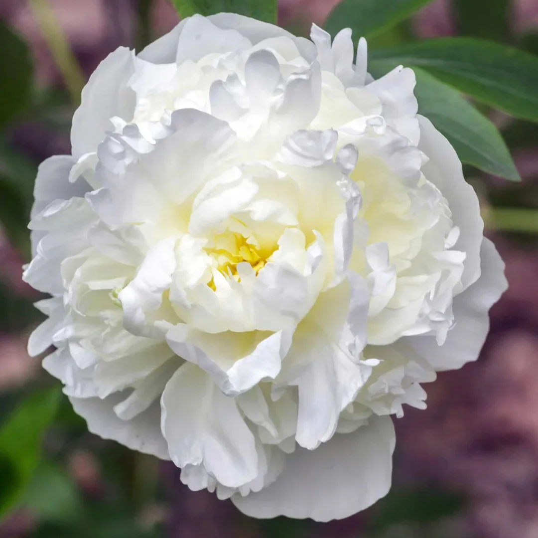 Duchesse De Nemours.webp