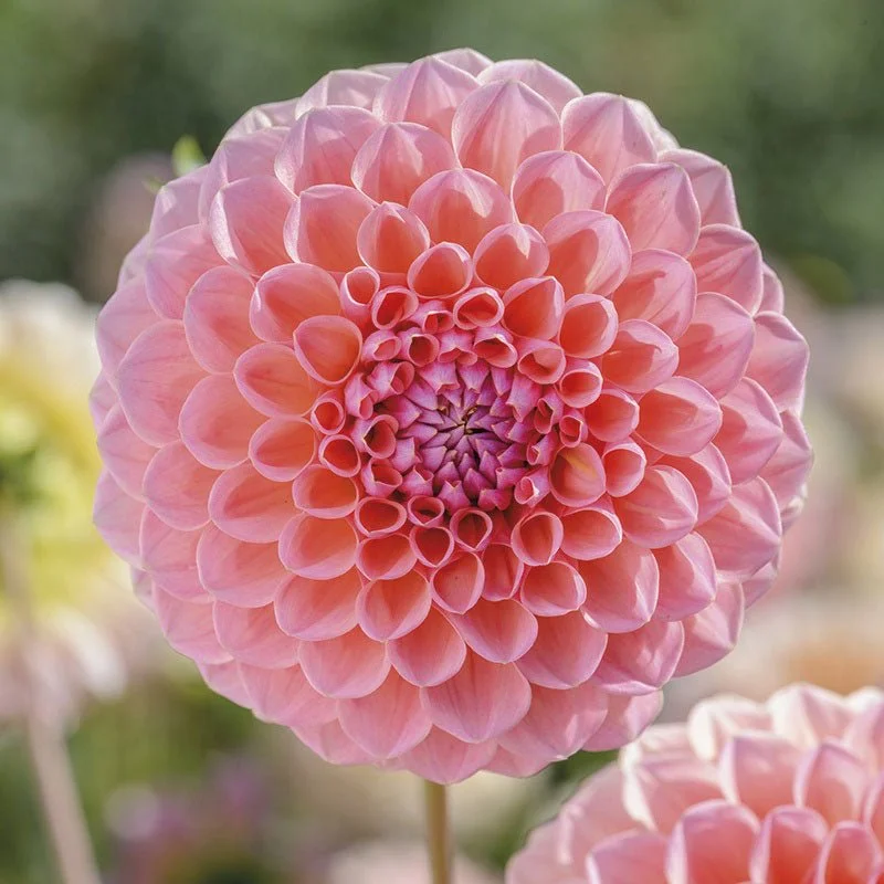 Dahlia - Linda's Baby