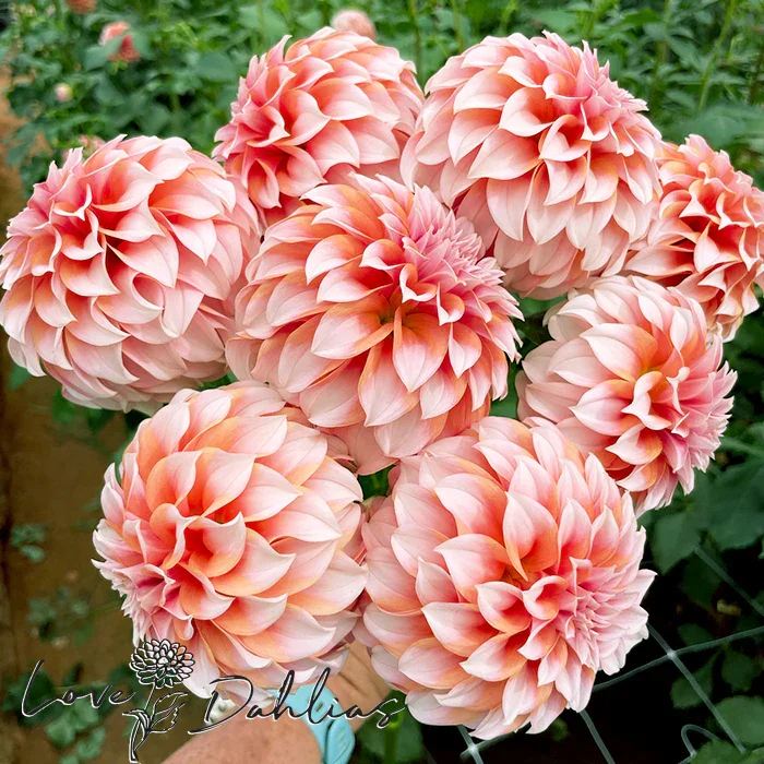 Dahlia - Peaches