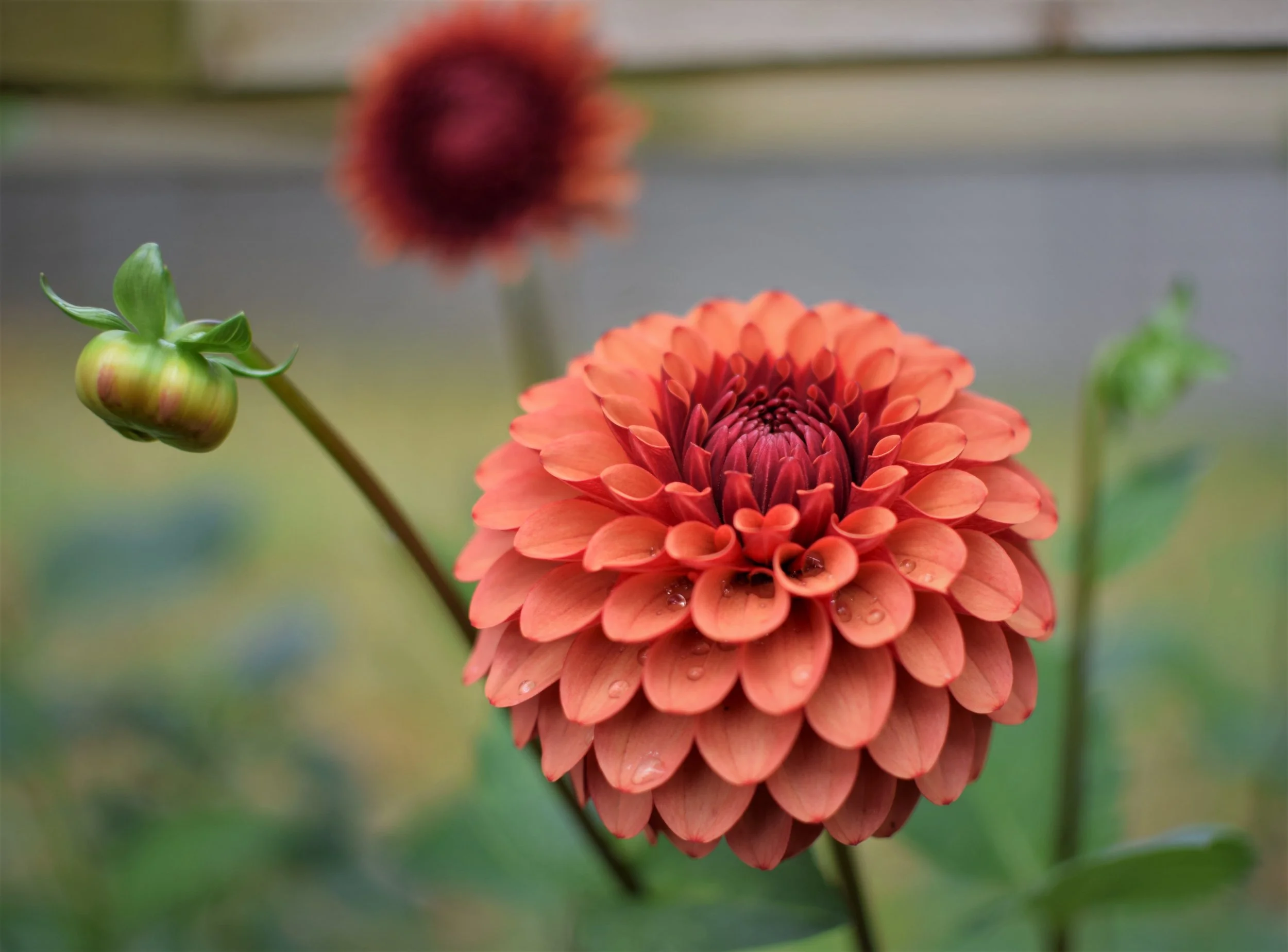 Dahlia-Brown-Sugar-1-1.jpg