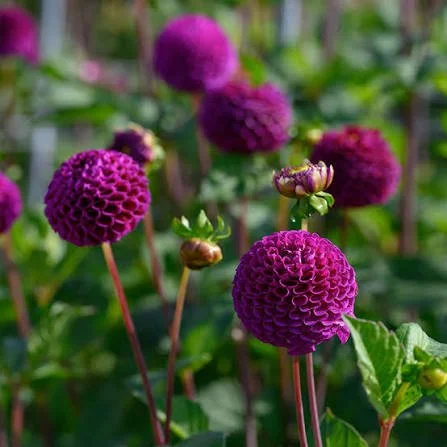 Dahlia - Rocco