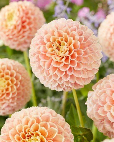 Dahlia - Sweet Suzanne