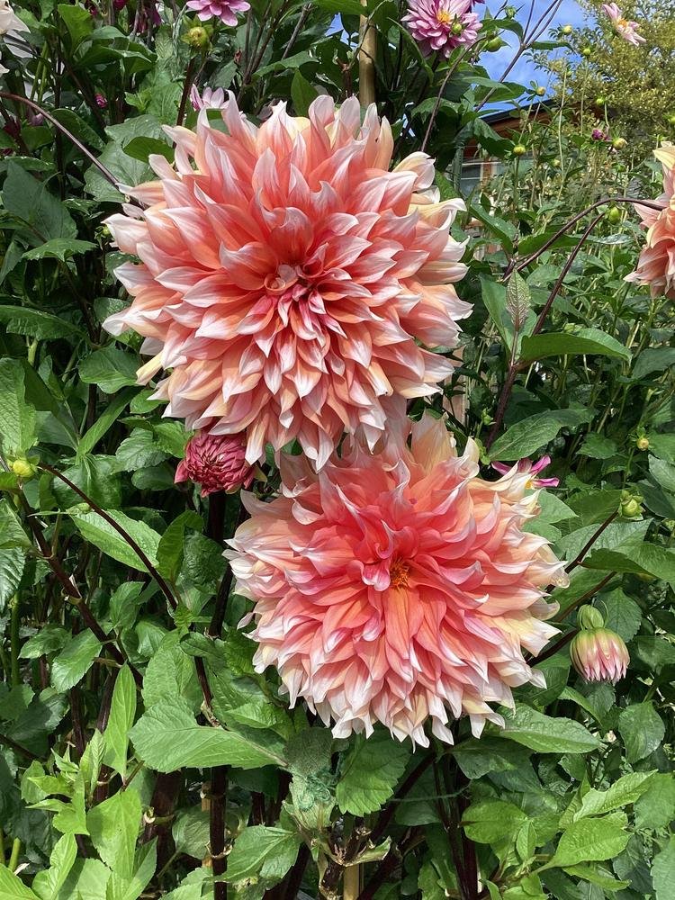 Dahlia - Frost Nip