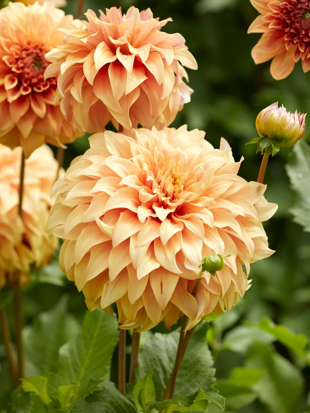 Dahlia - Hercules