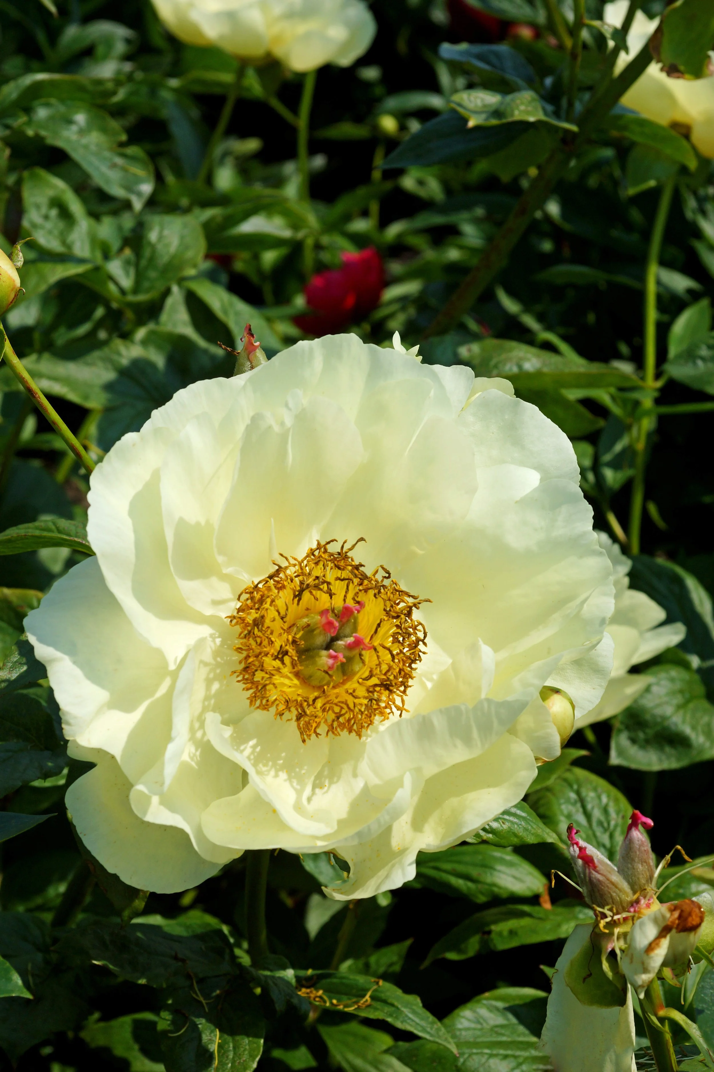 PaeoniaLemonChiffon 160604gbo120.jpg