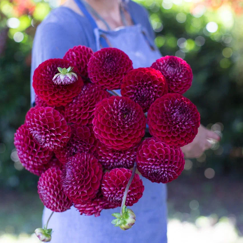 Dahlia - Ivanetti