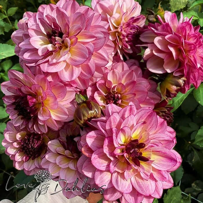 Dahlia - Muchacha