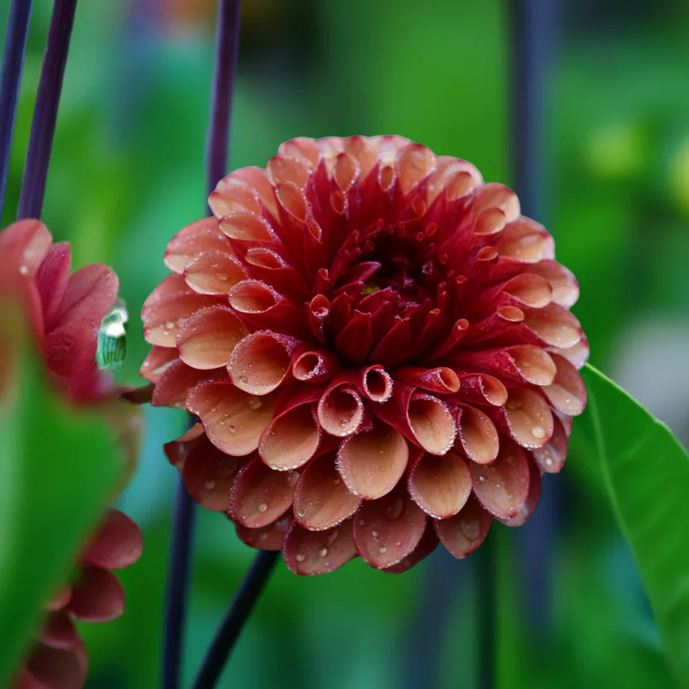 Brown_Sugar_Dahlia_Tubers_Canada_1000x.webp
