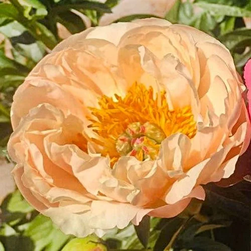 peony-kings-day.jpg