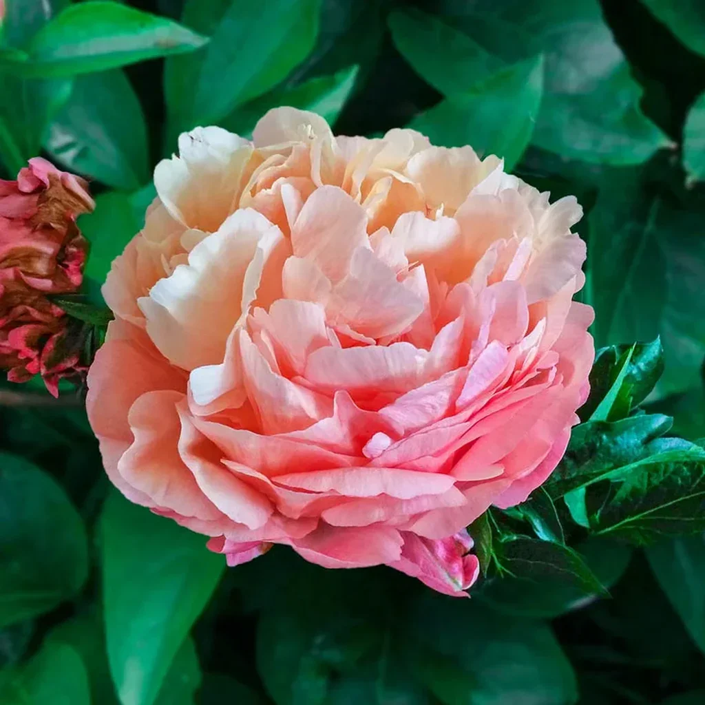 Pink Hawaiianb Coral.webp