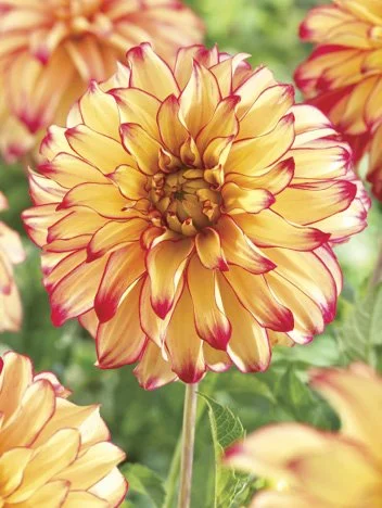 Dahlia - Lady Darlene