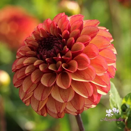 Dahlia - High Fidelity