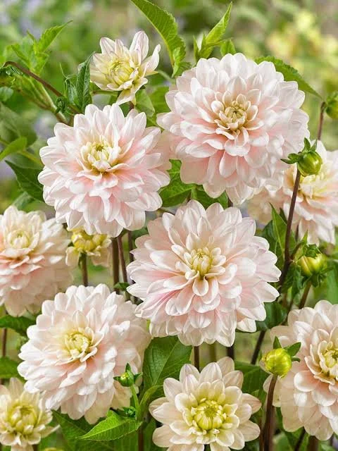 Dahlia - Silver Years