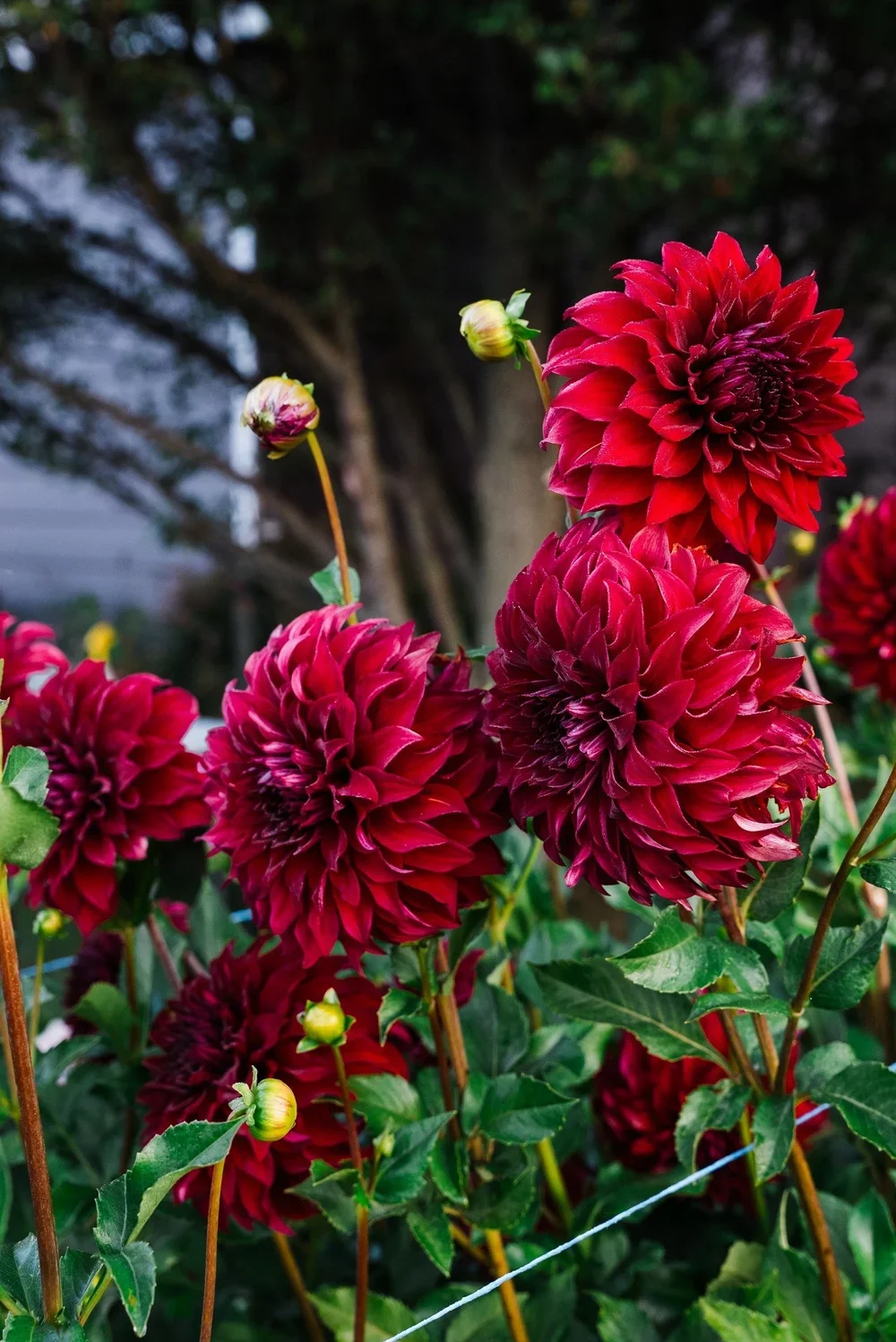 Dahlia - Spartacus