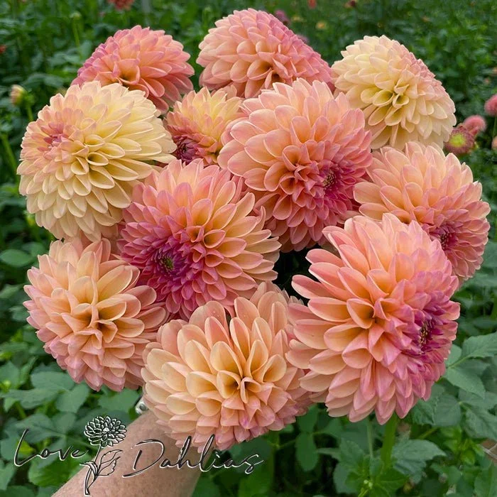 late-dahlia-tuber-9682786.webp
