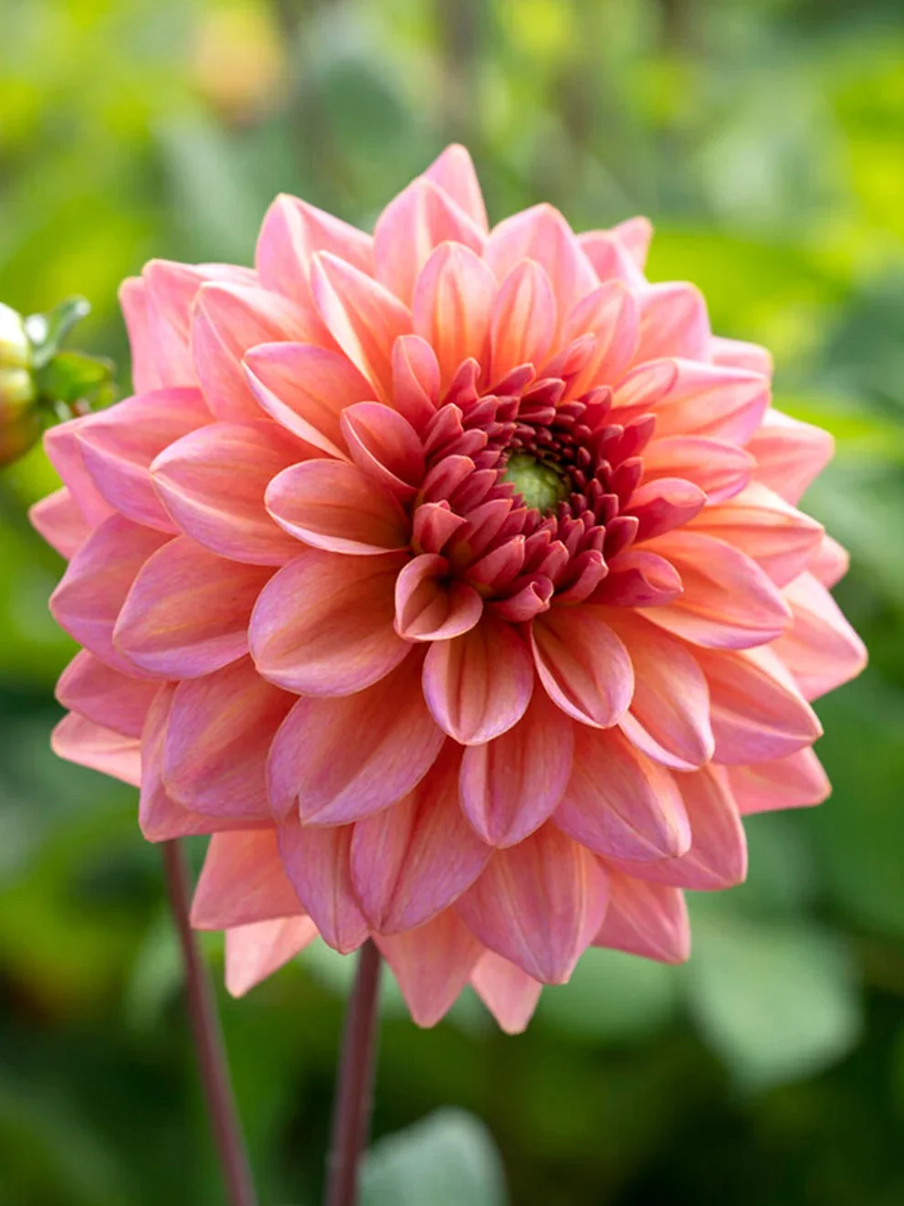 Dahlia - Salmon Runner