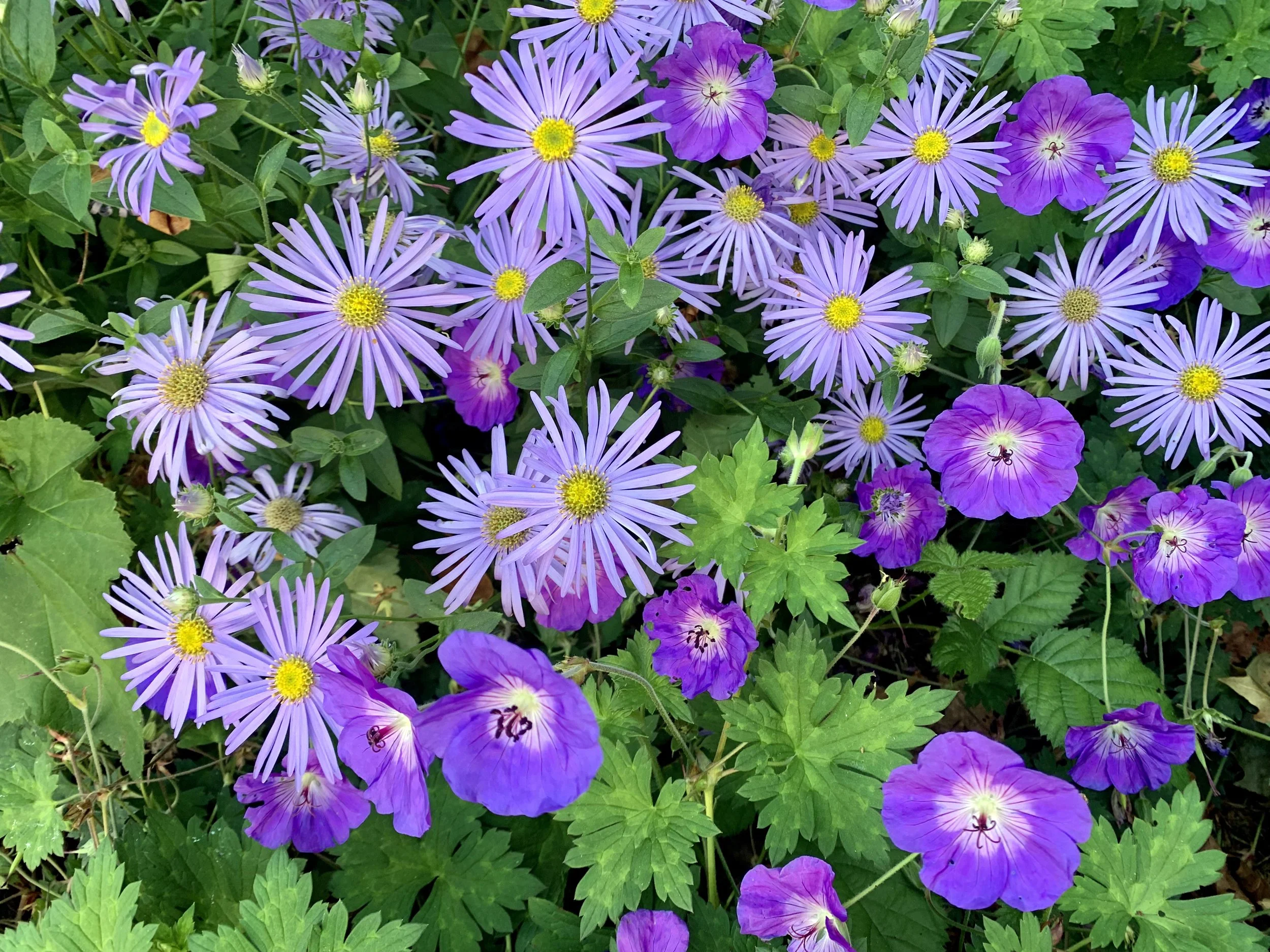 A variety of purple and lavender flowers, including daisies and morning glories, with green leaves surrounding them.
