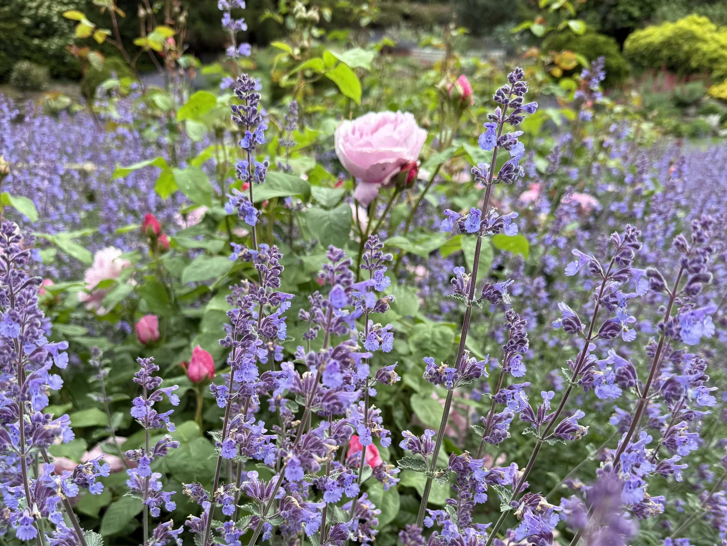 Purple and pink flowers in a garden, with greenery and trees in the background.