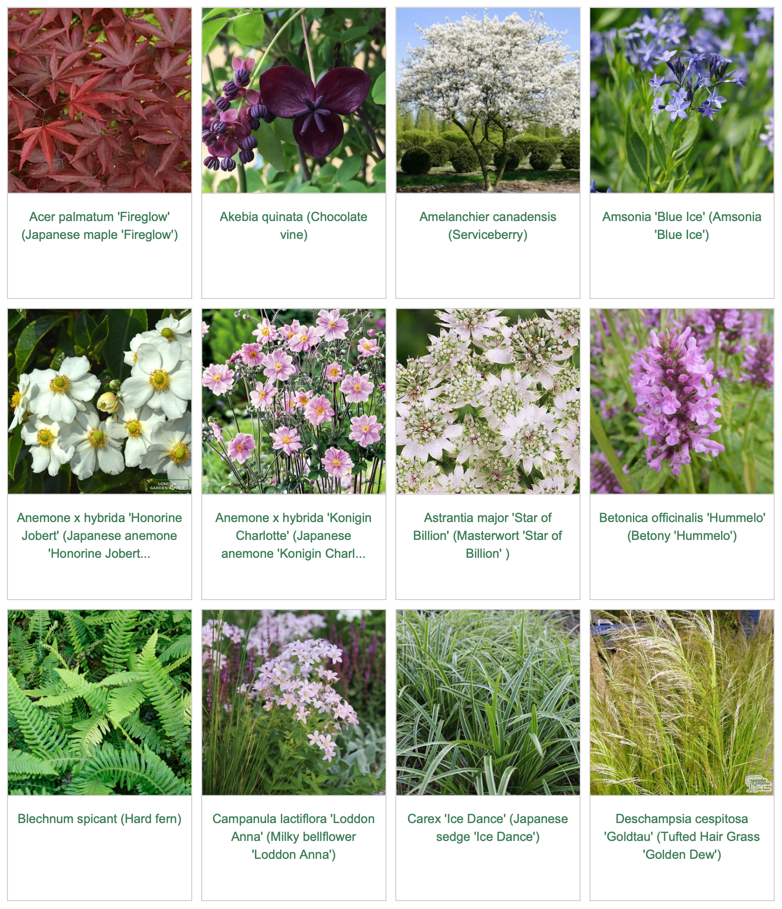 Plants in the garden