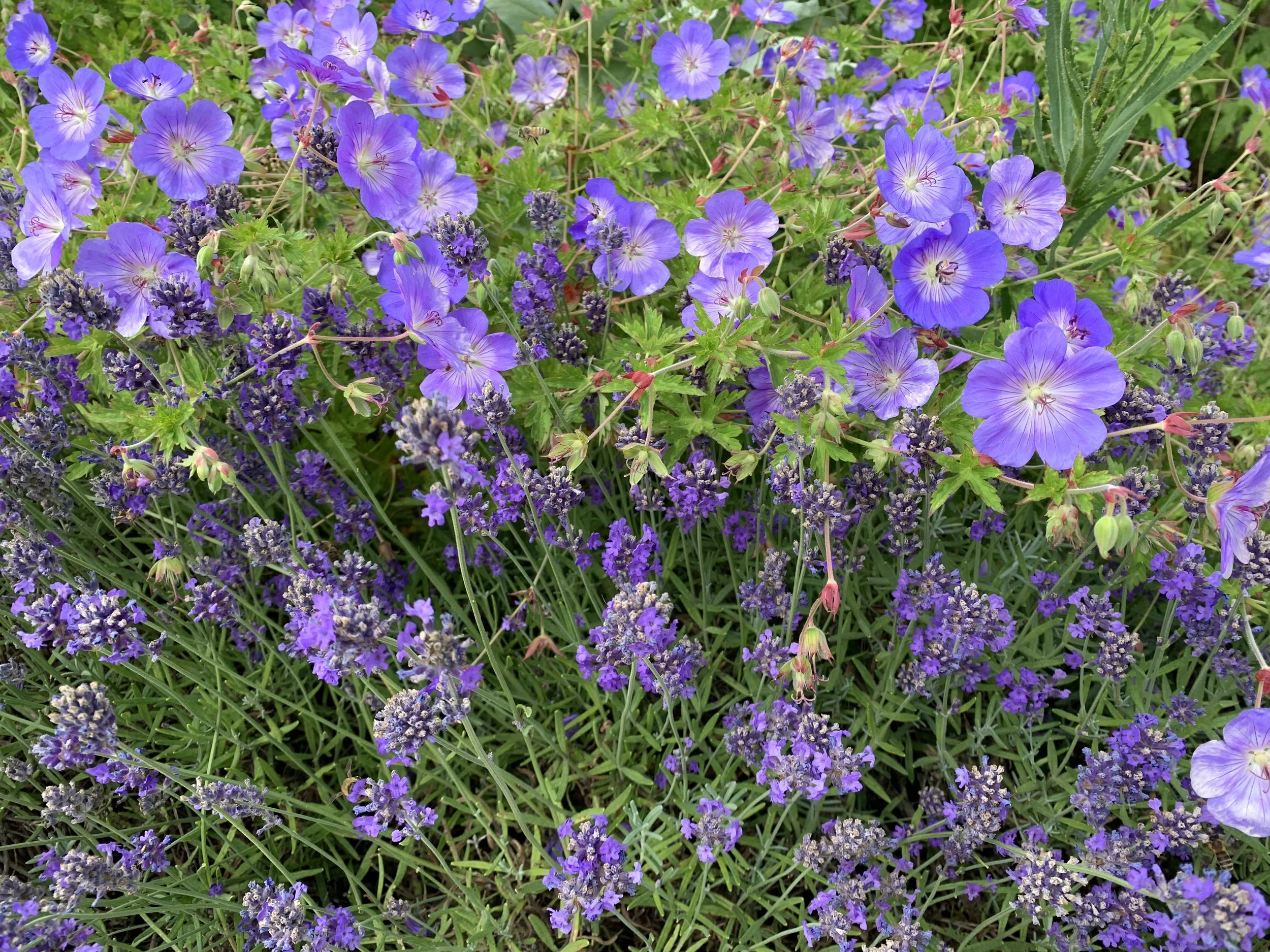 geranium and lavender.jpg