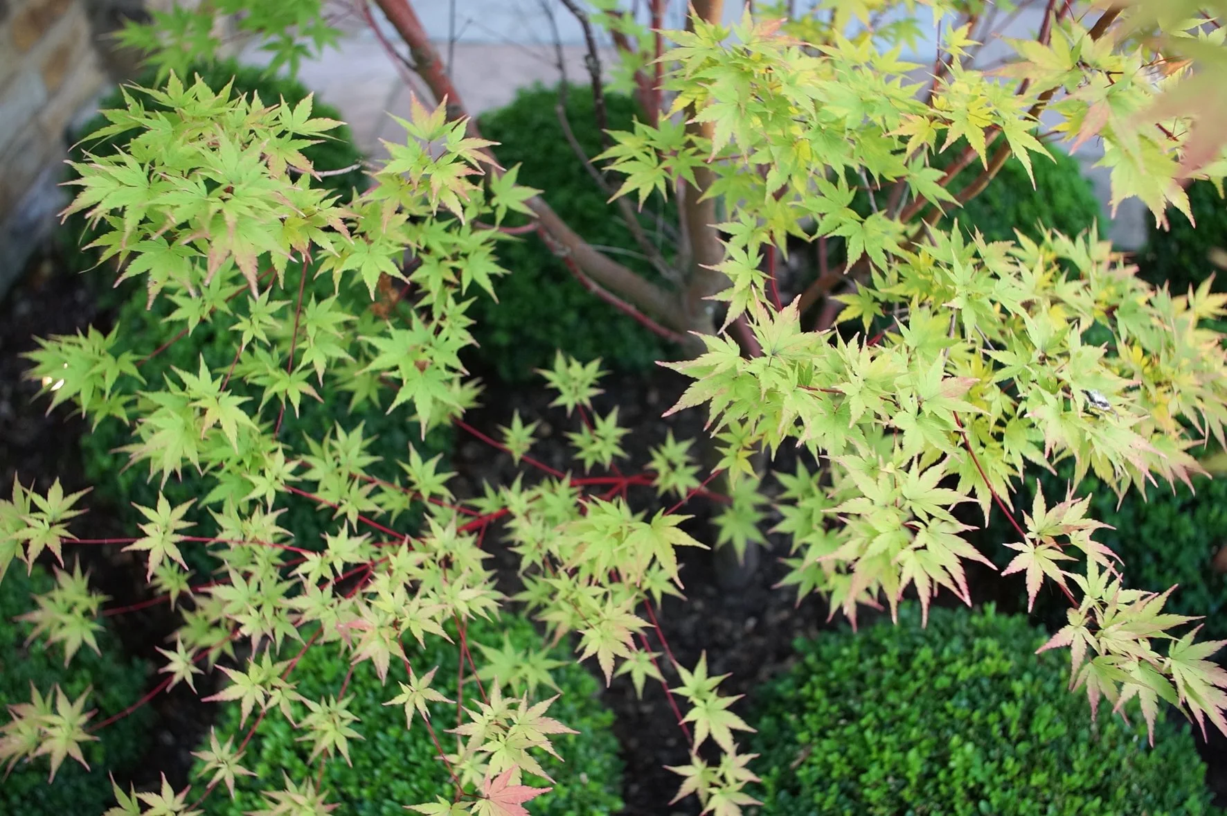 foliage 6.jpg