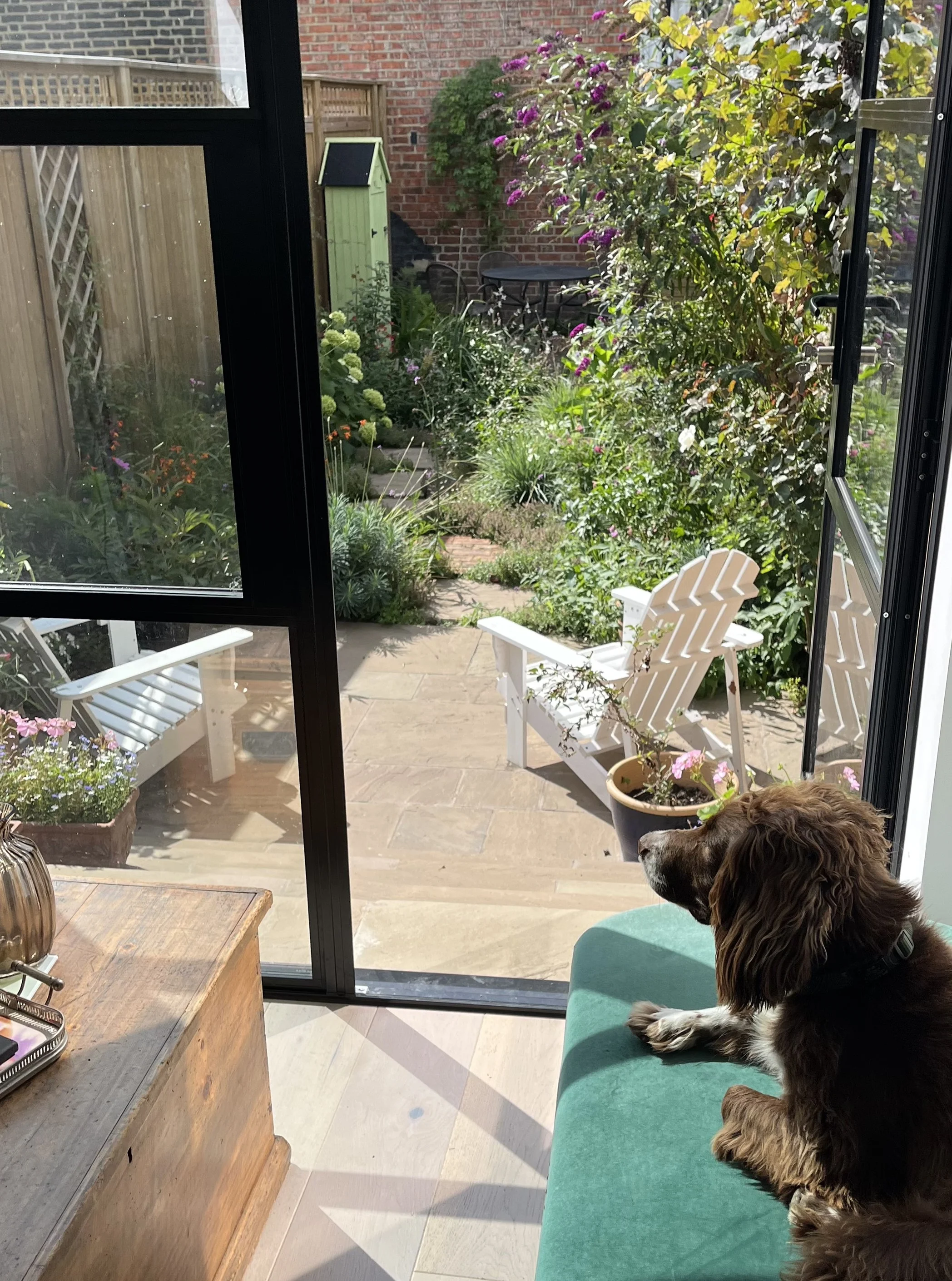 Bertie enjoying his new view