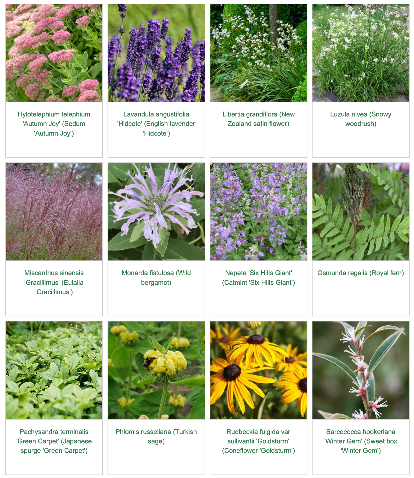 Plants in the garden