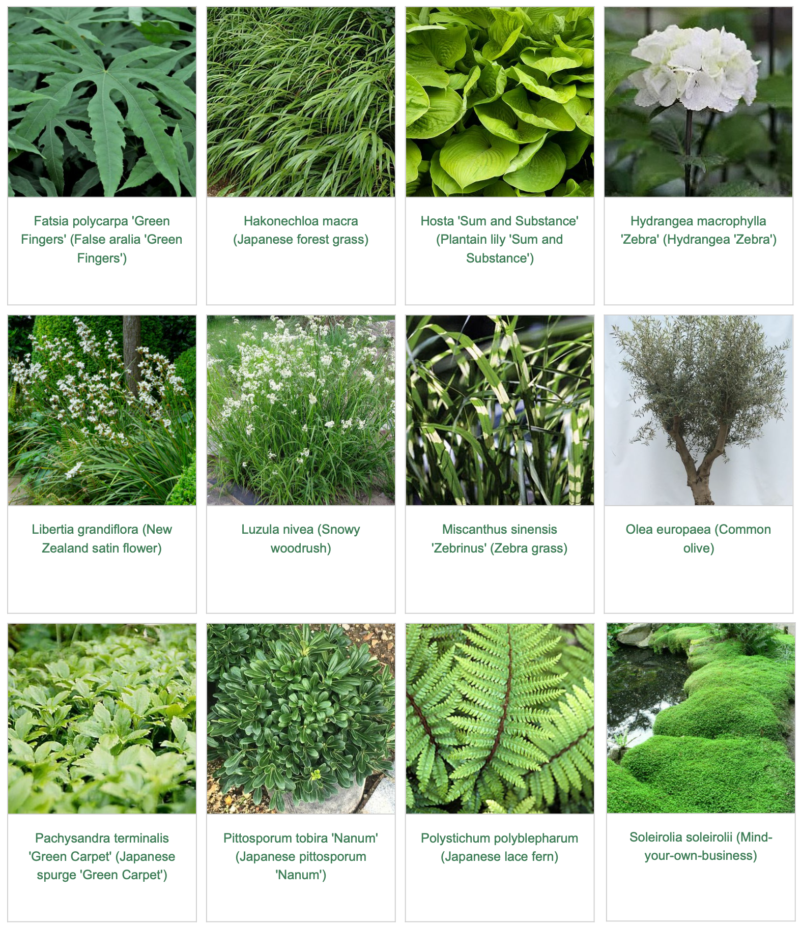 Plants in the garden