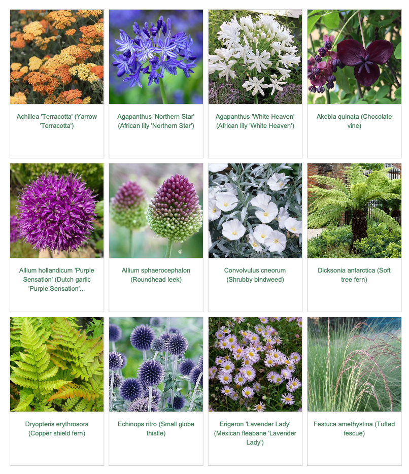 Plant pics