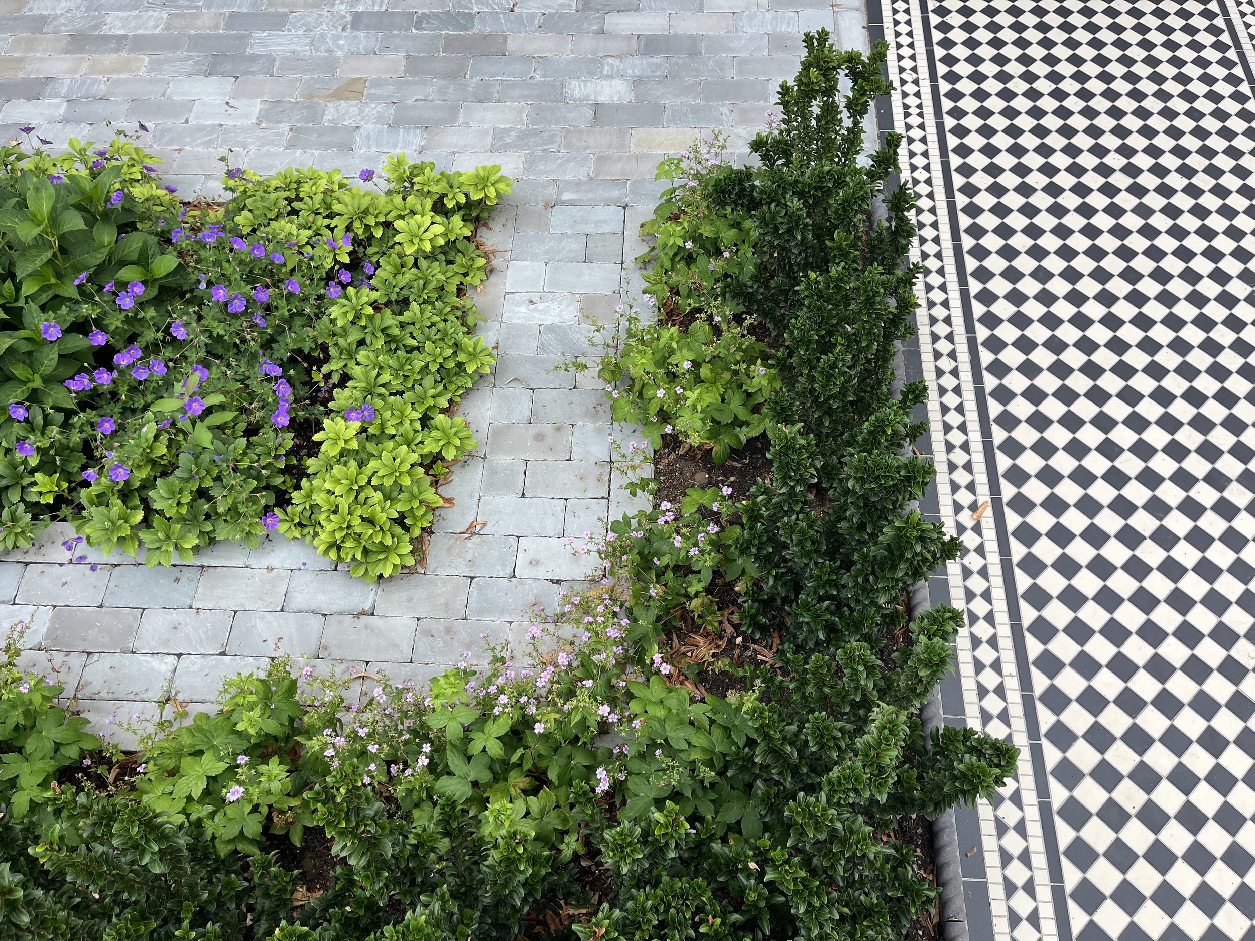 Low maintenance plants