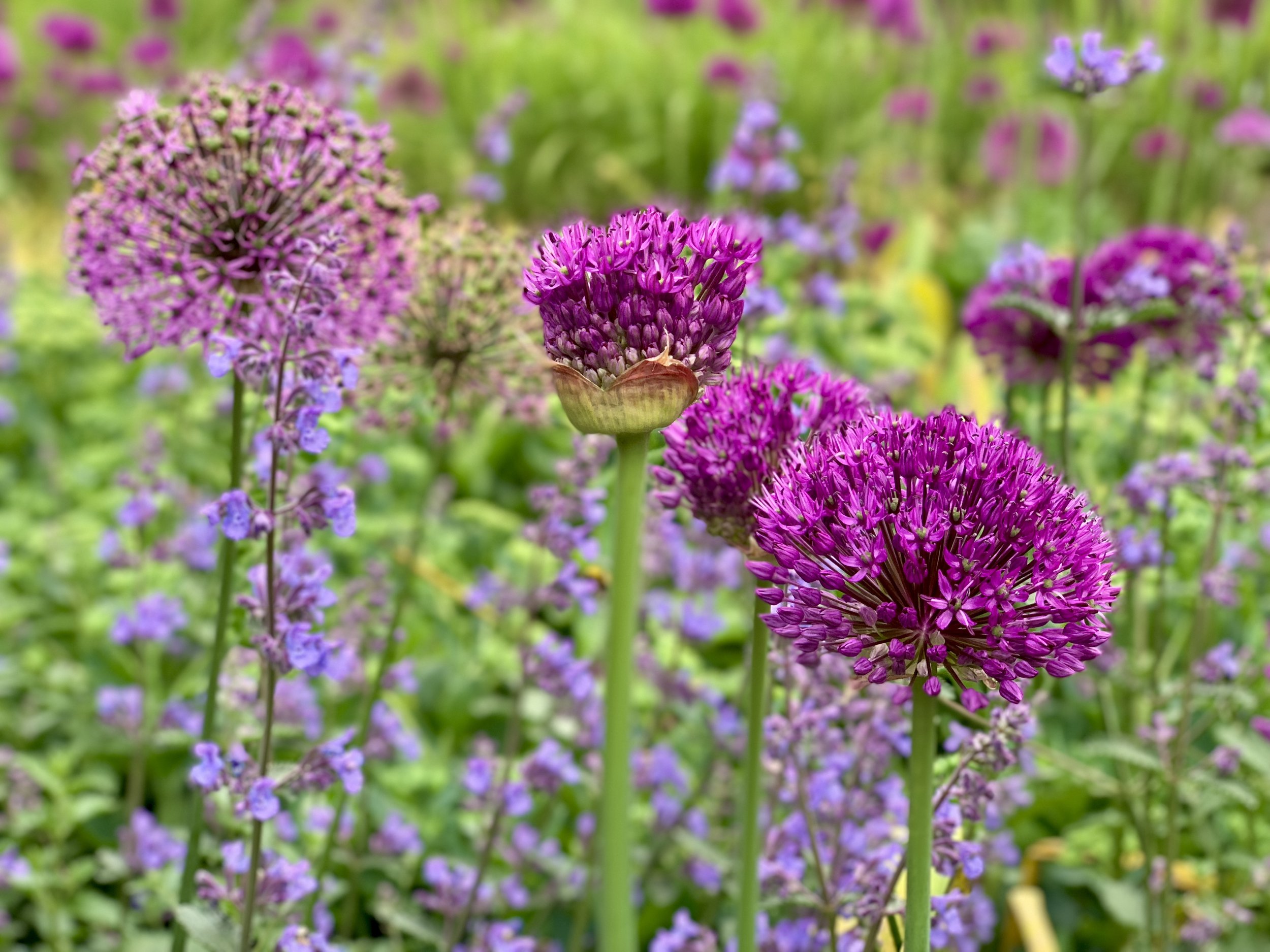 alliums.jpg
